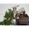 Juniperus sabina -sabina rastrera- A01334 vista 2
