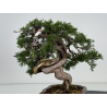 Juniperus sabina A00819 view 5