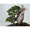 Juniperus sabina A00466 view 6