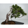 Juniperus sabina -sabina rastrera- A00857 vista 5