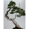 Juniperus sabina -sabina rastrera- A01335 vista 3
