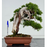 Juniperus sabina -sabina rastrera- A00292