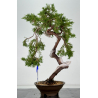 Juniperus sabina -sabina rastrera- A01336