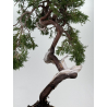 Juniperus sabina -sabina rastrera- A01336 vista 3