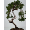 Juniperus sabina A01336 view 6