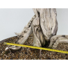 Juniperus sabina -sabina rastrera- A00896 vista 3
