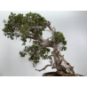 Juniperus sabina A00896 view 8