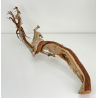 Wood for tanuki bonsai 162 view 3