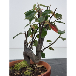 Pseudocydonia sinensis I-7536 vista 3