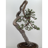 Pinus sylvestris I-7543 view 2