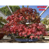 Acer palmatum yamamomiji I-6725