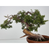 Juniperus sabina -sabina rastrera- A00866 vista 5