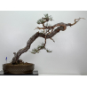 Pinus sylvestris -pino s. europeo-  I-7573