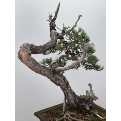 Pinus sylvestris -pino s. europeo-  I-7574 vista 7