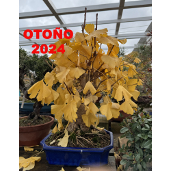 Ginkgo biloba I-6974 VISTA 4