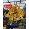 Ginkgo biloba I-6974 VISTA 4