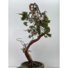 Juniperus sabina A01646 view 4
