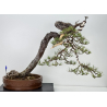 Pinus sylvestris I-7619
