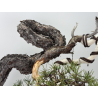 Pinus sylvestris I-7619 view 3