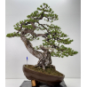 Pinus sylvestris -pino s. europeo-  I-7620