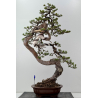 Pinus sylvestris I-7641 view 0