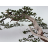 Juniperus sabina A01362 view 4