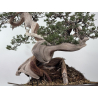 Juniperus sabina -sabina rastrera- A01362 vista 6
