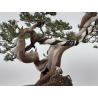 Juniperus sabina A01362 view 8