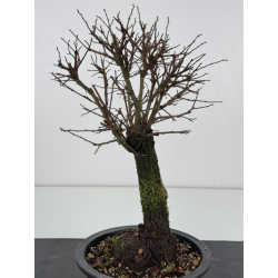 Zelkova nire I-7662 vista 2