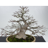 Acer palmatum yamamomiji I-7670 vista 2