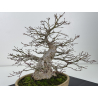 Acer palmatum yamamomiji I-7670 vista 4