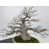 Acer palmatum yamamomiji I-7670 vista 5