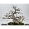 Acer palmatum yamamomiji I-7670 vista 6