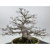 Acer palmatum yamamomiji I-7670 vista 7