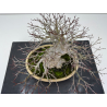 Acer palmatum yamamomiji I-7670 vista 9