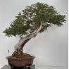 Taxus baccata I-7692
