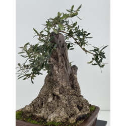 Olea europaea -olivo- I-7684 vista 3