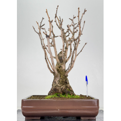Ginkgo biloba I-7697