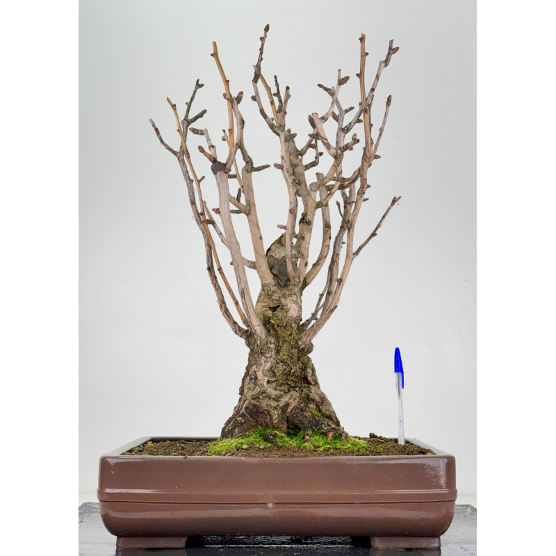 Ginkgo biloba I-7697