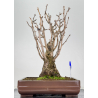 Ginkgo biloba I-7697