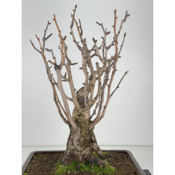 Ginkgo biloba I-7697 view 2