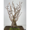 Ginkgo biloba I-7697 view 2