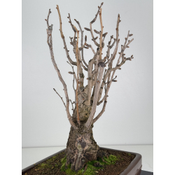 Ginkgo biloba I-7697 view 3