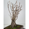 Ginkgo biloba I-7697 view 3