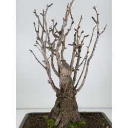 Ginkgo biloba I-7697 view 4