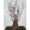 Ginkgo biloba I-7697 view 4