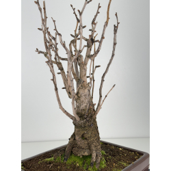 Ginkgo biloba I-7697 view 5