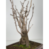 Ginkgo biloba I-7697 view 5