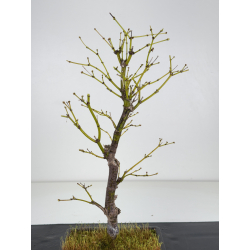 Acer palmatum yugure I-7699 vista 2