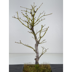 Acer palmatum yugure I-7699 vista 3